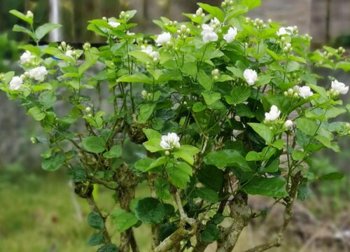 茉莉花几天浇一次水 春夏秋冬各不同