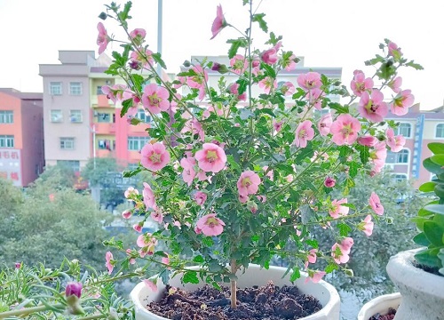 木槿花几天浇一次水 春夏秋冬各不同