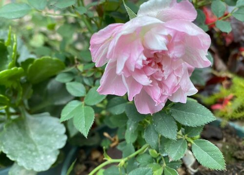 月季花几天浇一次水 春夏秋冬各不同