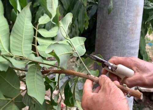 龙眼芽接最佳时间和技术方法