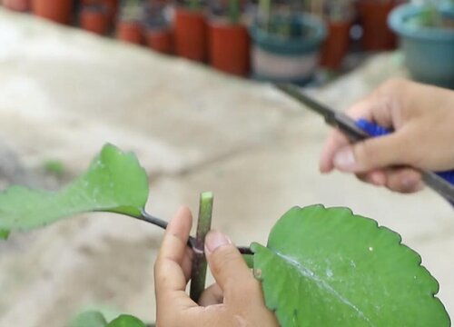 长寿花芽接最佳时间和技术方法