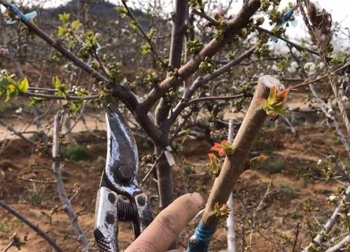 樱桃树芽接最佳时间和技术方法