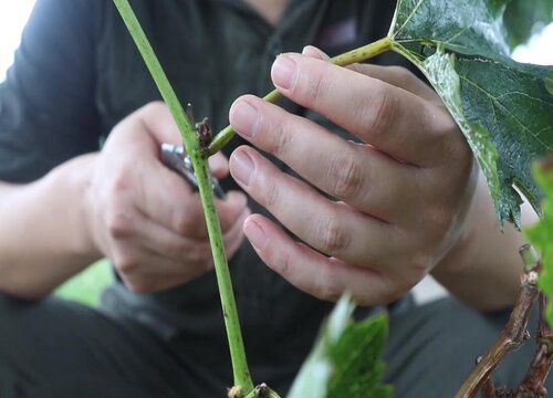 葡萄芽接最佳时间和技术方法