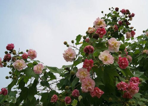 芙蓉花几天浇一次水 春夏秋冬各不同