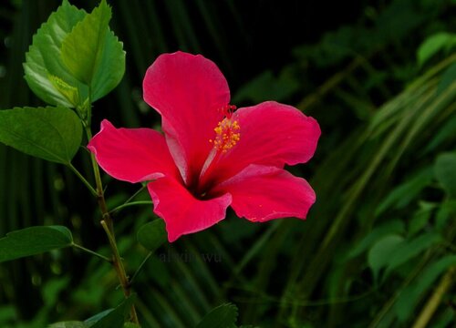 花草几天浇一次水 春夏秋冬各不同