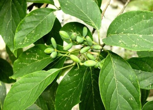 果树几天浇一次水 春夏秋冬各不同