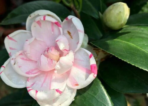 茶花几天浇一次水 春夏秋冬各不同