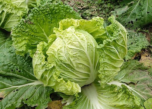 白菜几天浇一次水 春夏秋冬各不同