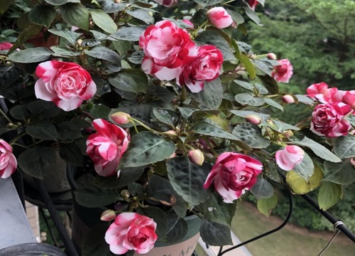 水梅花几天浇一次水 春夏秋冬各不同