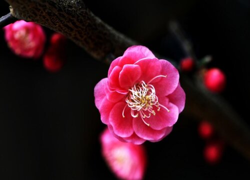 梅花几天浇一次水 春夏秋冬各不同