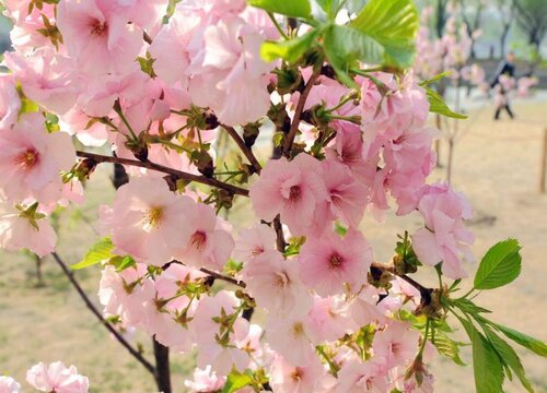 樱花几天浇一次水 春夏秋冬各不同