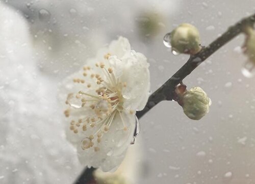 水梅几天浇一次水 春夏秋冬各不同