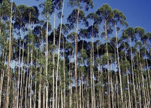 桉树生长速度快慢 一年能长多少