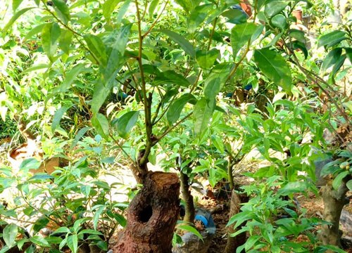 香樟生长速度快慢 一年能长多少