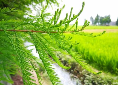 水杉生长速度快慢 一年能长多少