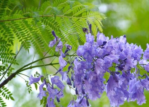 蓝花楹生长速度快慢 一年能长多少