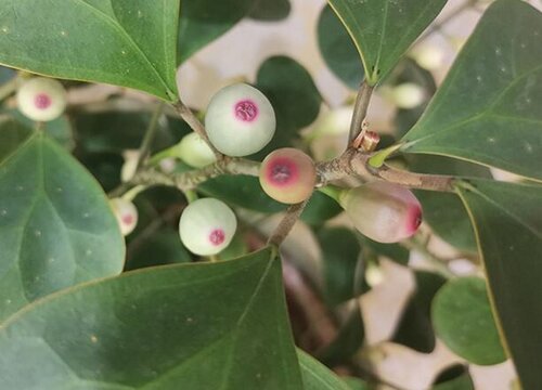 菩提树生长速度快慢 一年能长多少