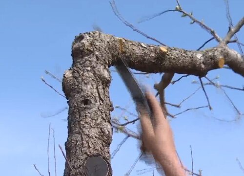 苹果嫁接时间和方法