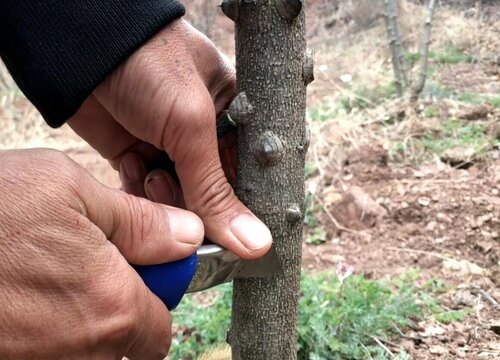 花椒树嫁接时间和方法