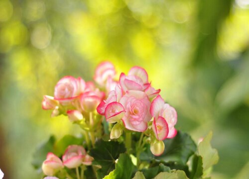 花卉摘心打顶时间与方法