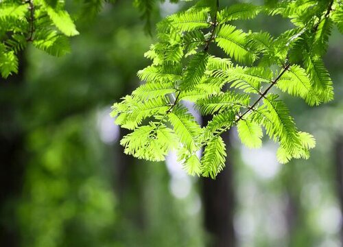 水杉多久浇一次水