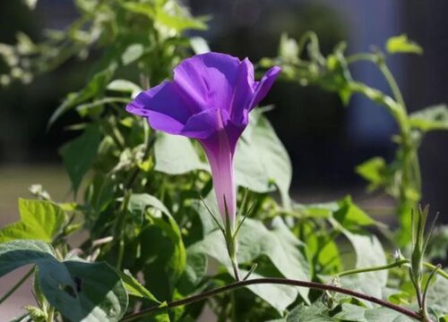 牵牛花多久浇一次水