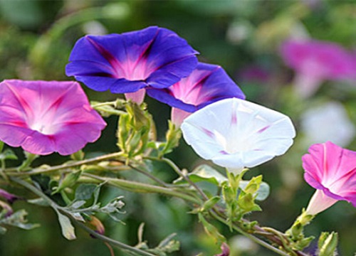 牵牛花怎么养家庭养法