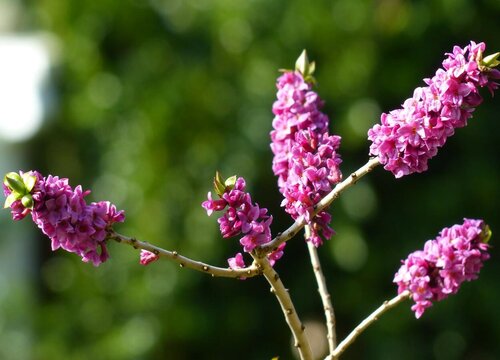 瑞香花怎么养家庭养法