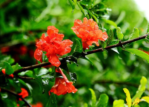 石榴花怎么养家庭养法