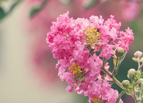 紫薇花怎么养家庭养法