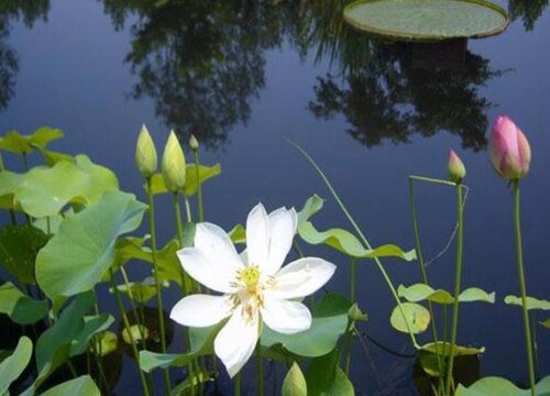 莲花可以水培吗