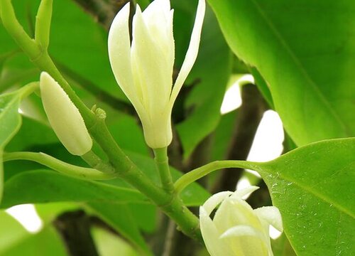 白兰花开花温度多少度