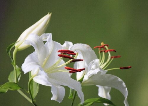 百合花好养活吗