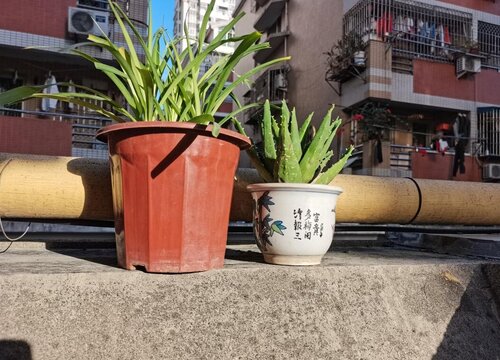 芦荟好养活吗