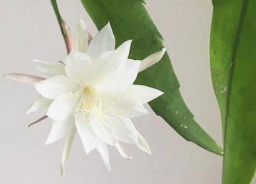 昙花好养活吗