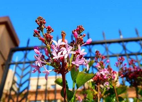 丁香花好养吗 养殖方法和养护要点