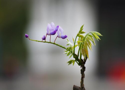 紫藤什么时候发芽长叶