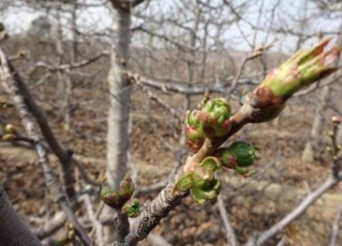 樱桃什么时候发芽长叶