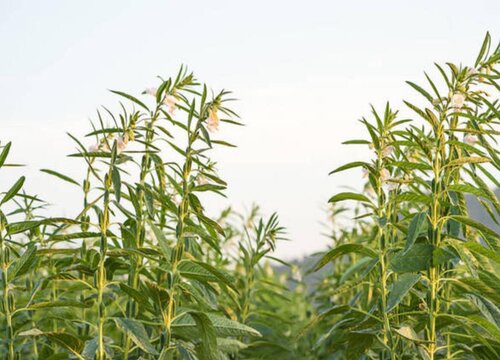 芝麻什么时候播种最合适