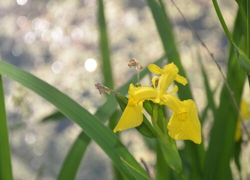 鸢尾花可以水养吗