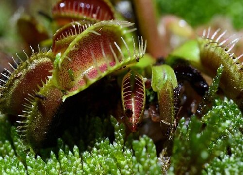 食人花好养吗 养殖方法和养护要点