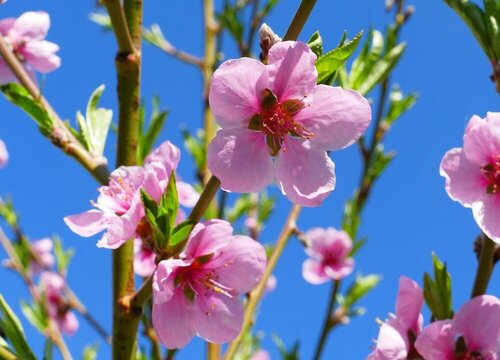 桃花好养吗 养殖方法和养护要点