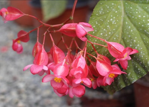 竹节海棠怎么水培养殖方法