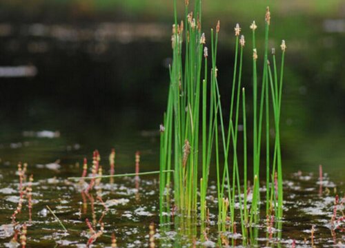 荸荠怎么水培养殖方法