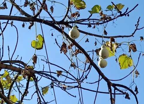 葫芦什么时候播种