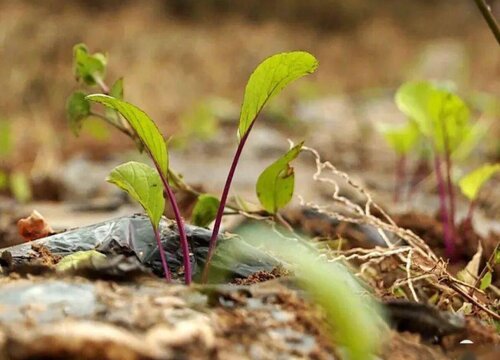 苔菜几天出苗 播种到发芽出苗时间