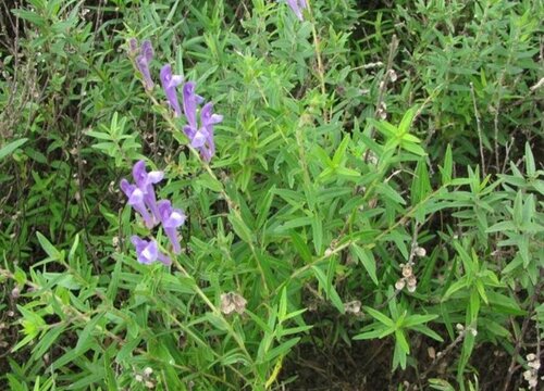 黄芩几天出苗 播种到发芽出苗时间