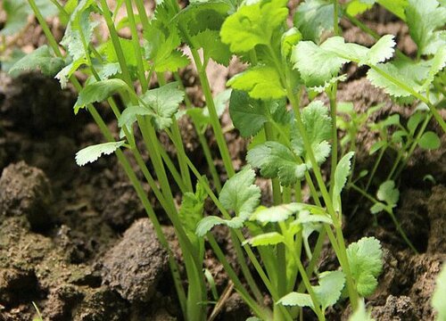 香菜用什么肥料最好