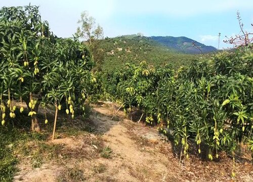 芒果树用什么肥料最好