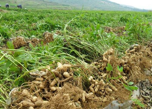 花生用什么肥料好